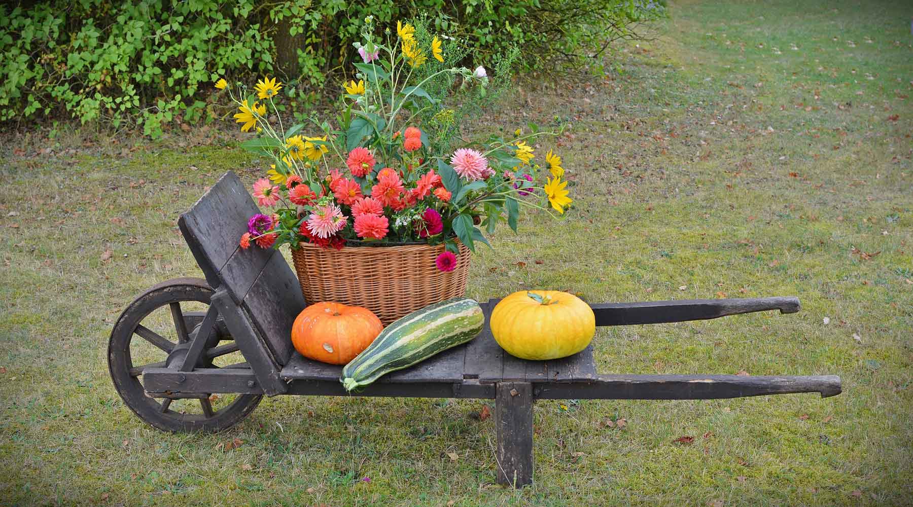 Summer to Fall: Tips to Transition Your Garden