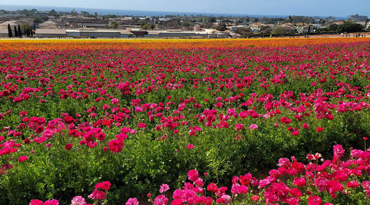 spring flower field