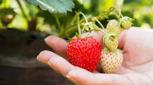 summer strawberries early harvest