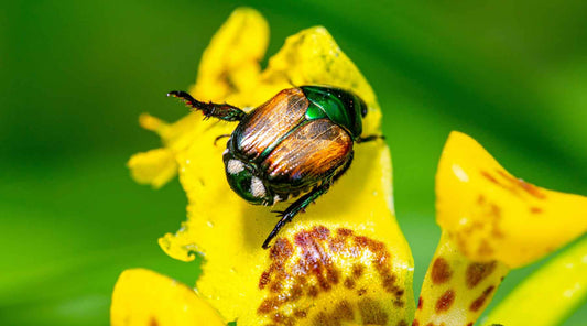 common summer garden pests Japanese beetle