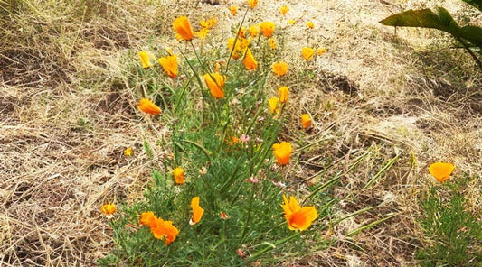 From Ashes to Oasis: A Journey from Burned Avocado Grove to Flourishing Oasis