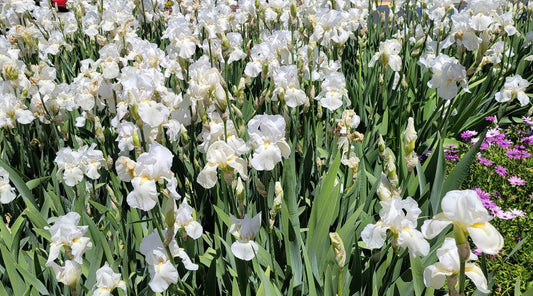 Dividing and Transplanting Perennials in Fall