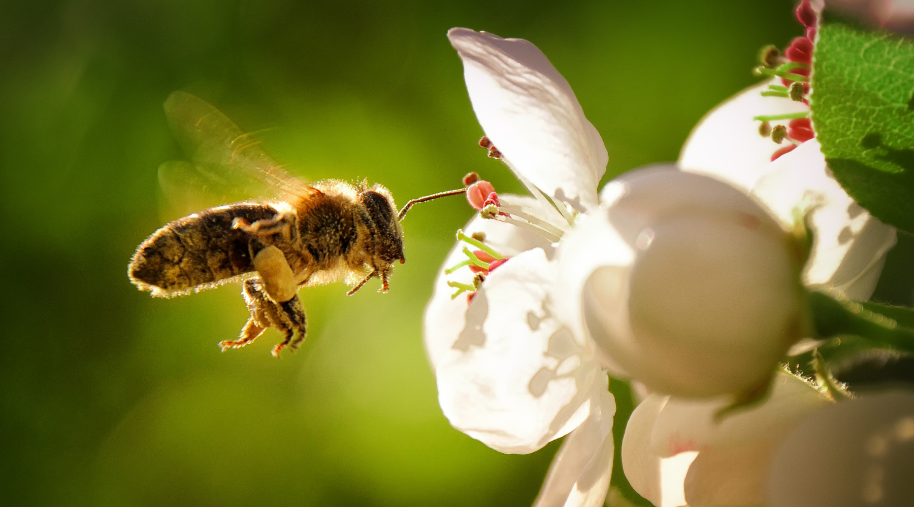 5 Steps to Grow a Bee Friendly Garden