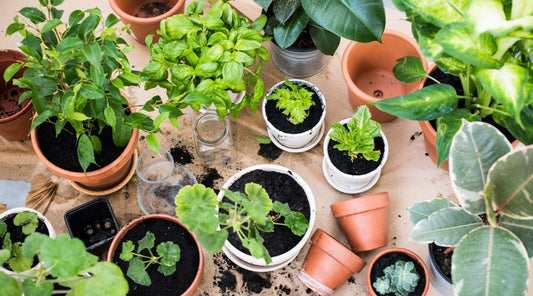 How to Start a Container Garden