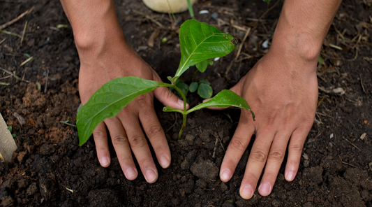 7 Ways to Celebrate Earth Day in Your Garden