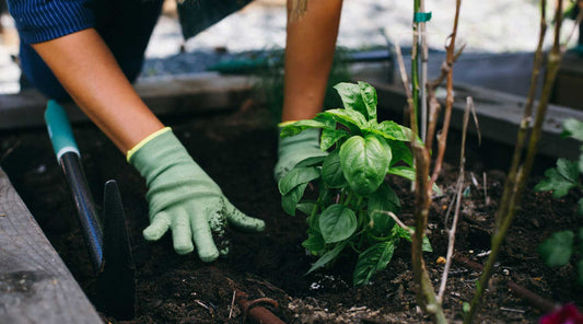 easy vegetables beginner gardeners