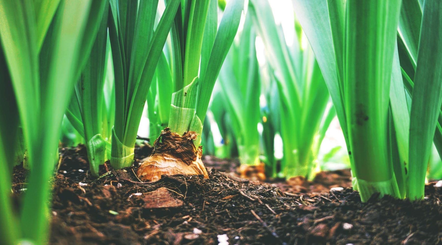 How and When to Plant Spring and Summer Bulbs