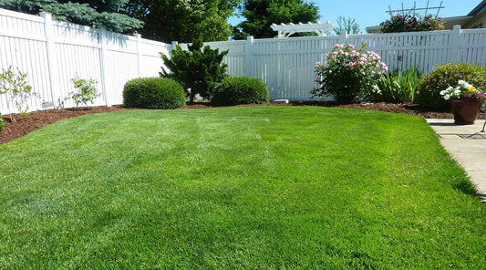 backyard grass green summer heatwave