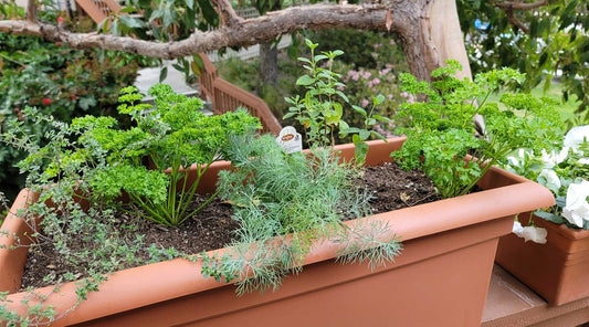 Grow Your Own Fresh Herbs