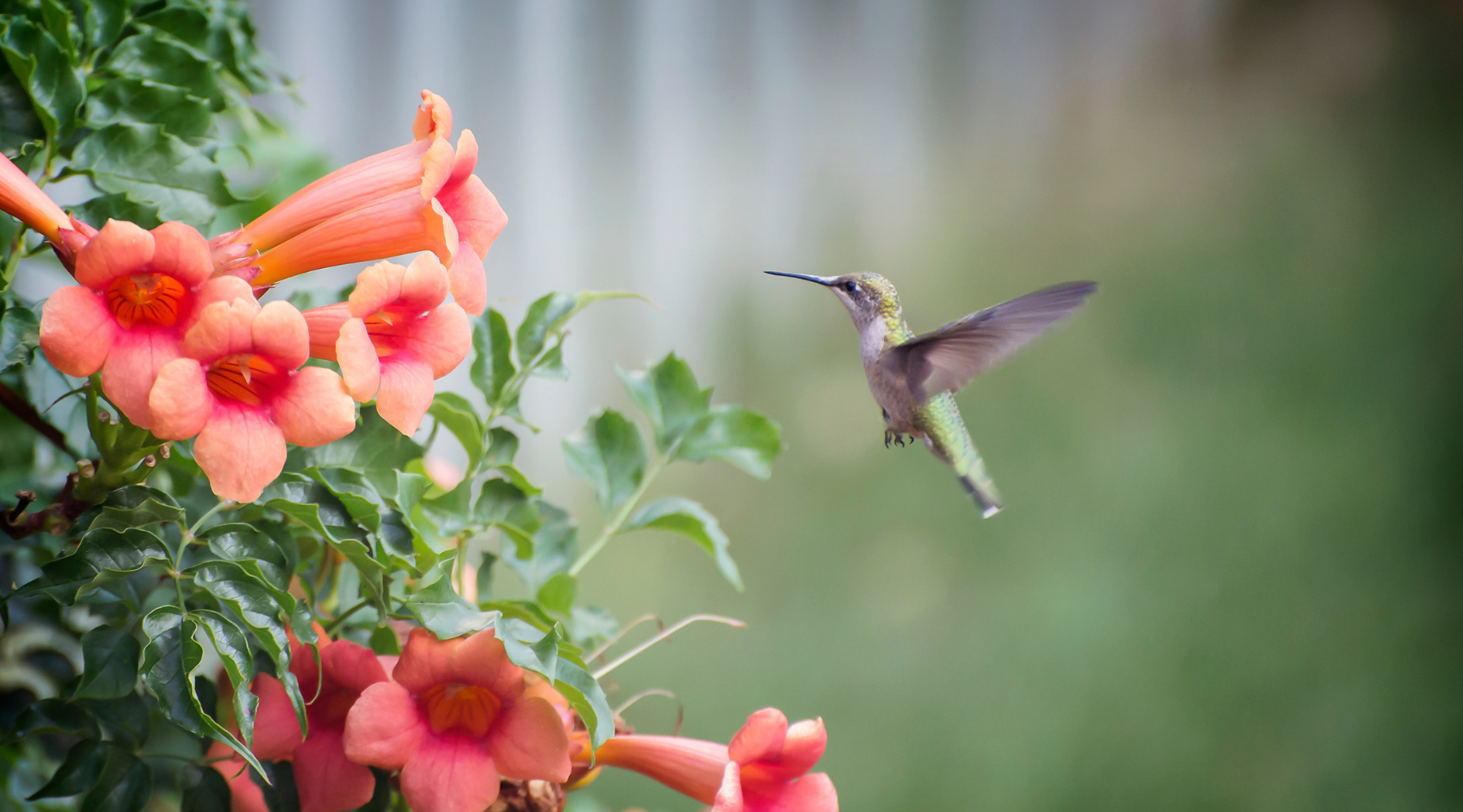 How to Attract Birds to Your Yard