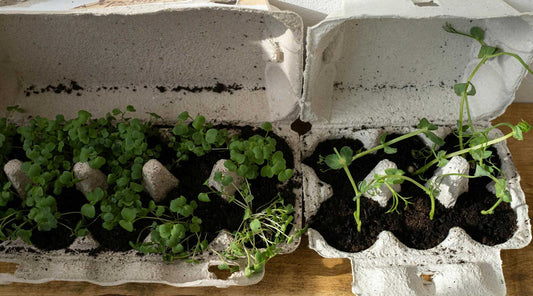 Indoor Gardening and Hydroponics Made Easy