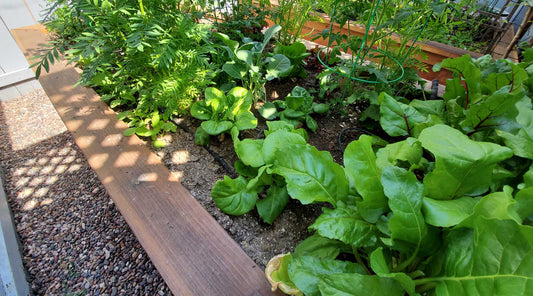 Leafy greens in February