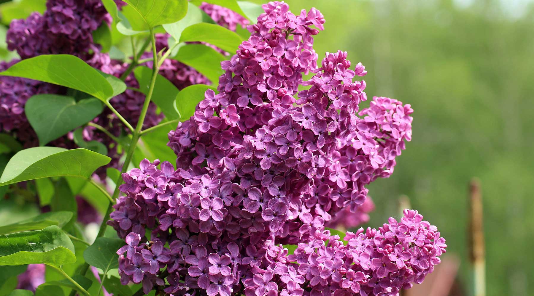 Lilacs May Flowers