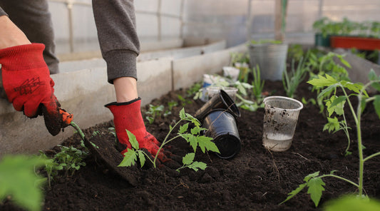 low maintenance gardening