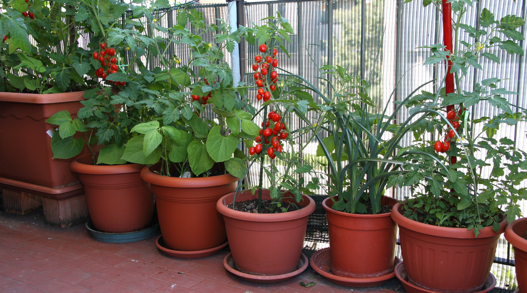 How to Grow Patio Tomatoes (6 Easy Steps)
