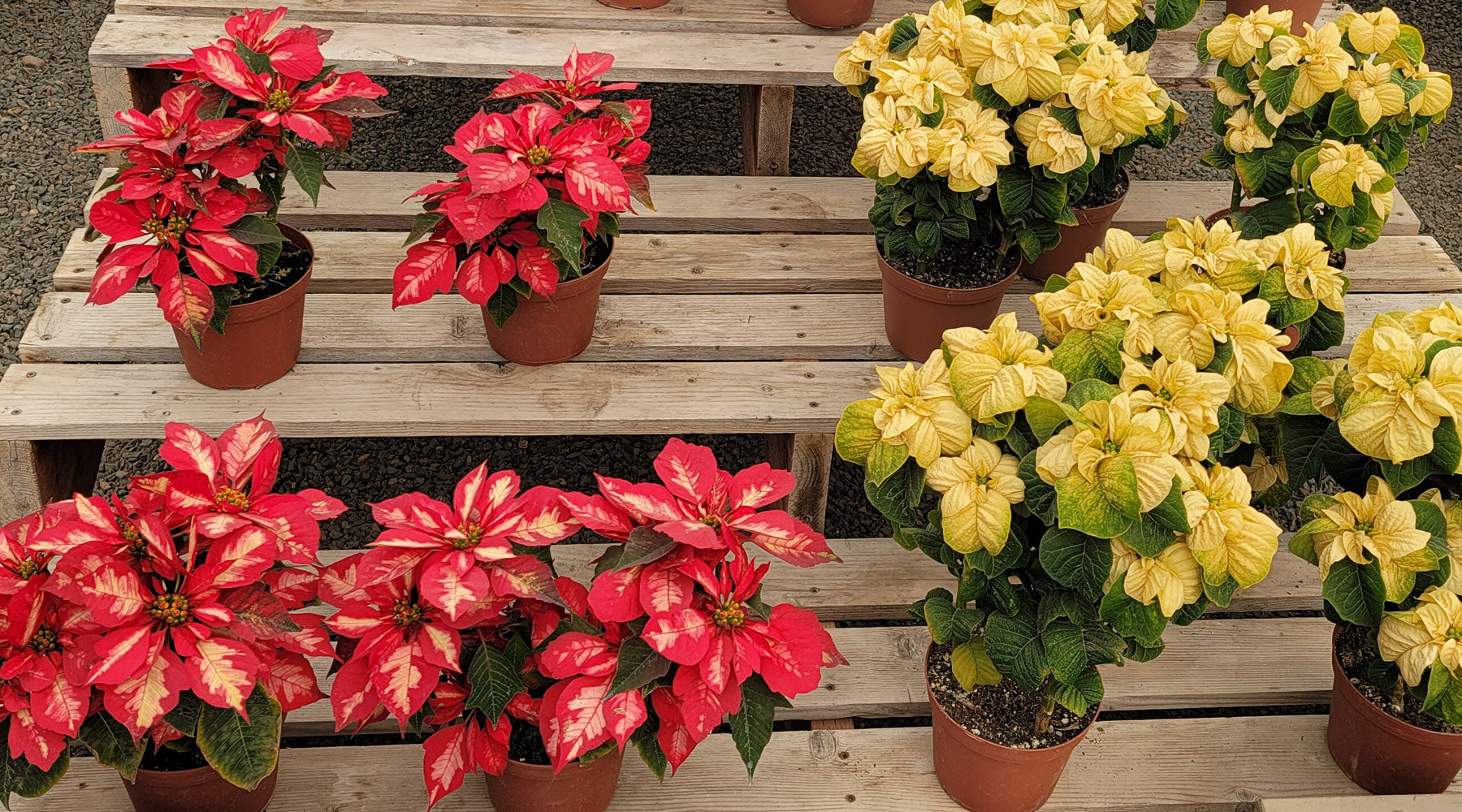 Festive Delight: Your Guide to Holiday Plants