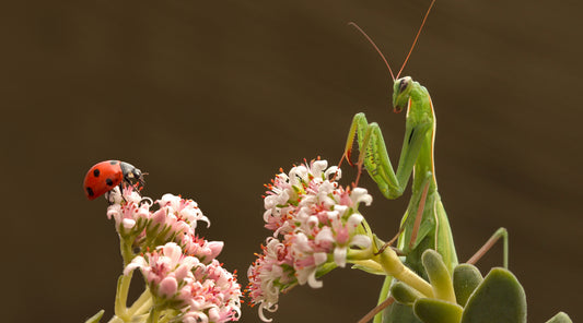 5 of the Most Beneficial Garden Insects