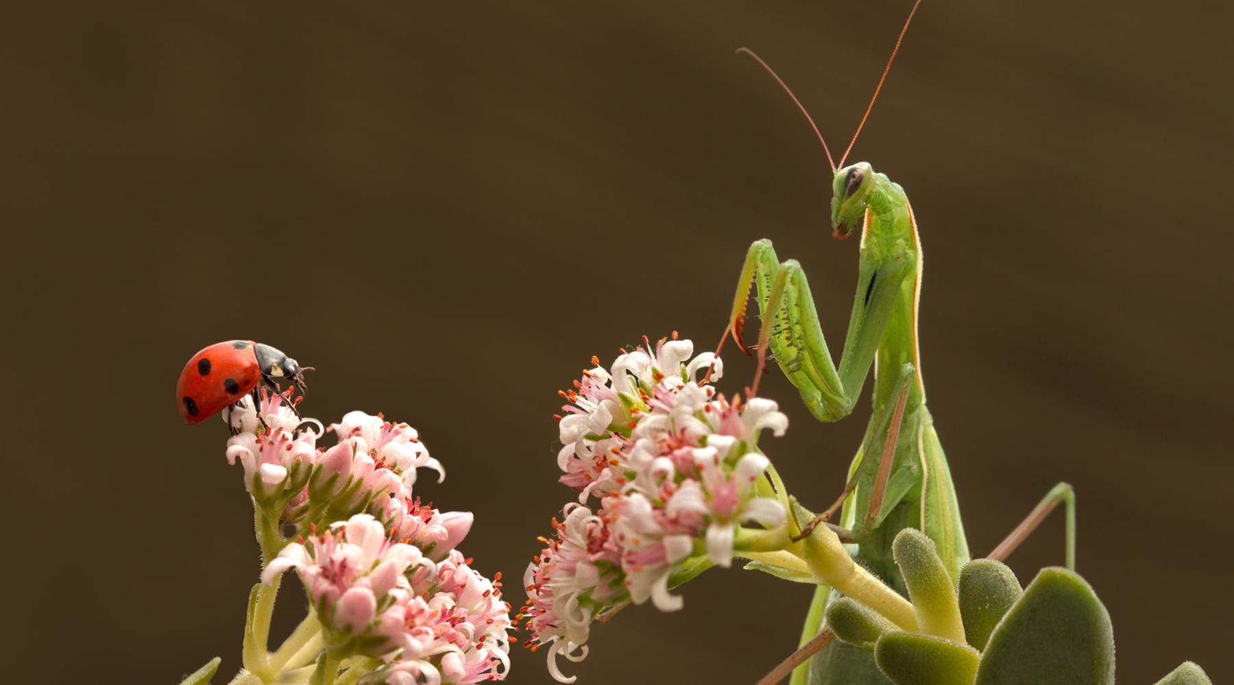 5 of the Most Beneficial Garden Insects