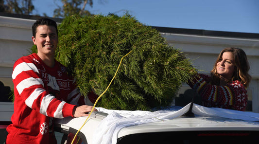 Perfect Christmas Tree