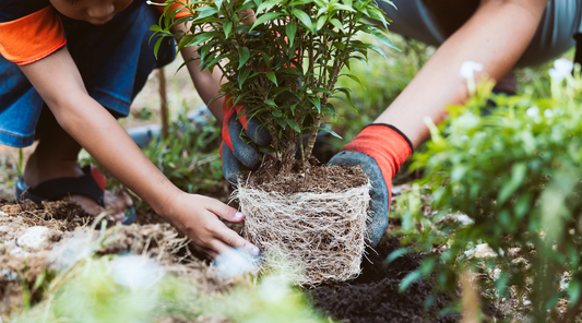 The History of Arbor Day & How to Plant a Tree