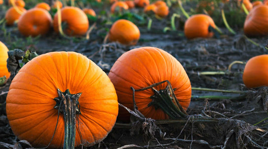 pumpkins in backyard homegrown