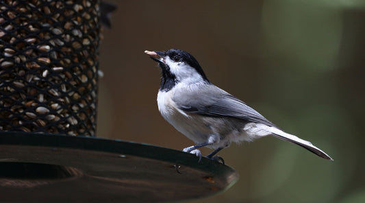 bird friendly gardening