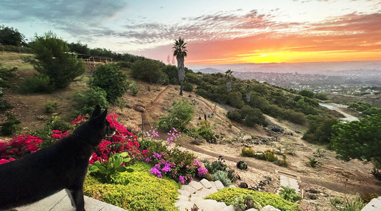 Nurturing Gardens and New Beginnings: My Trip to Meet Grandson James