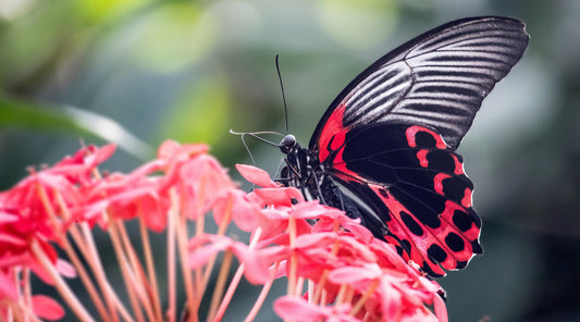 Creating a Butterfly-Friendly Garden: Plants and Tips for July