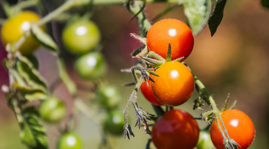 cherry tomatoes low maintenance summer gardening
