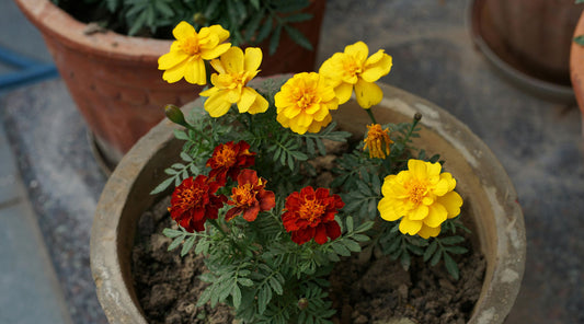 container gardens thrive in summer