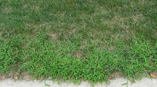 crabgrass summer lawn problem