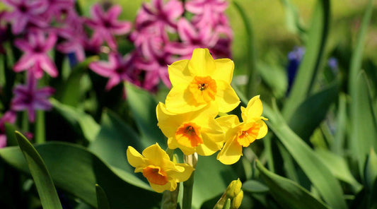 fall bulb planting daffodils