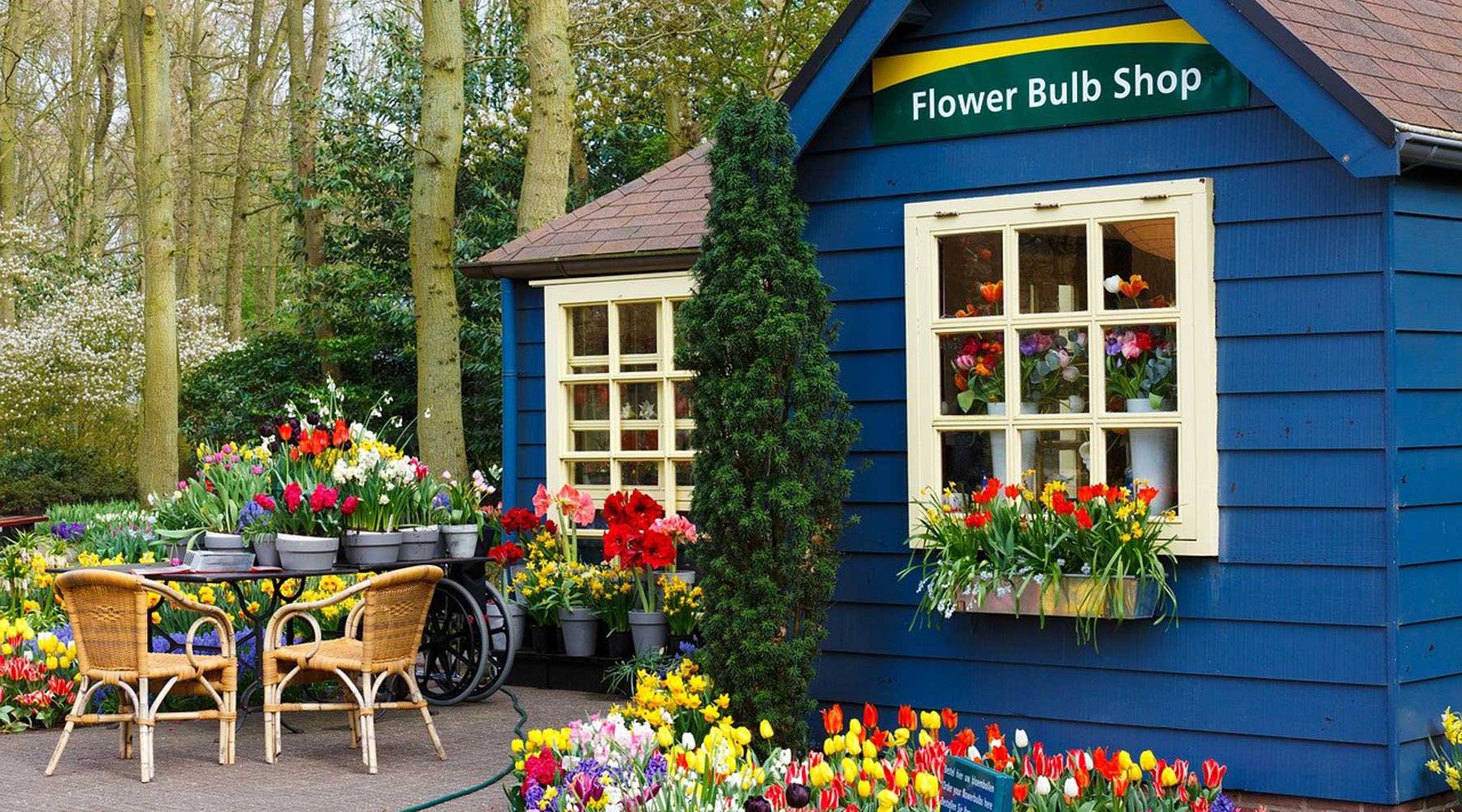 How to prepare for spring-blooming bulbs
