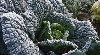 Protecting Your Precious Plants from Frost