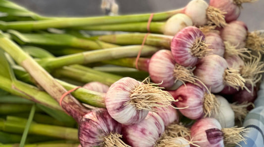 fresh garlic planting in the winter