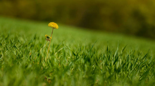 common lawn weeds dandelion
