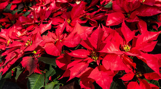 holiday poinsettia festive plants