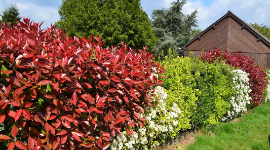 living fence hedge between houses