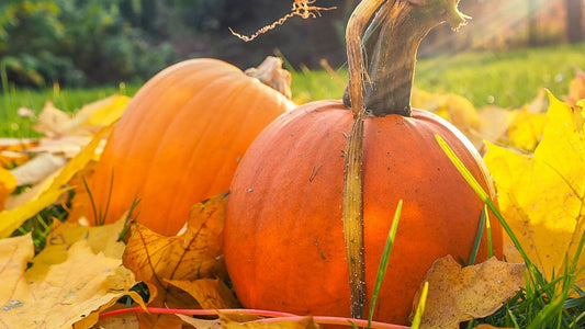 How to Start a Fall Garden