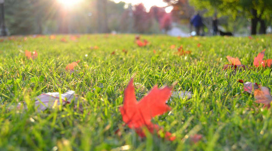 overseeding made easy fall lawncare