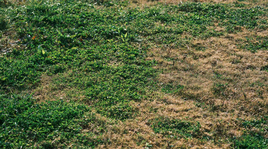 lawn turning brown in summer