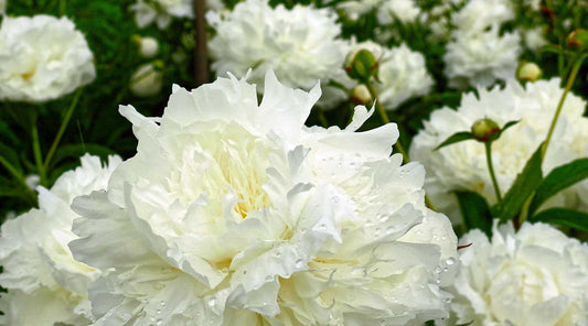 perennials peonies divide in fall