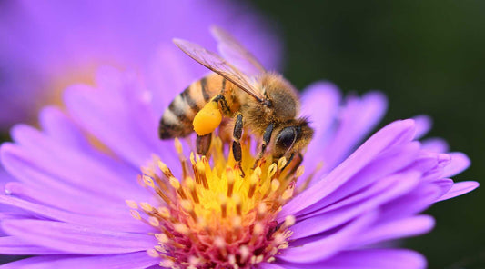 pollinator garden flowers