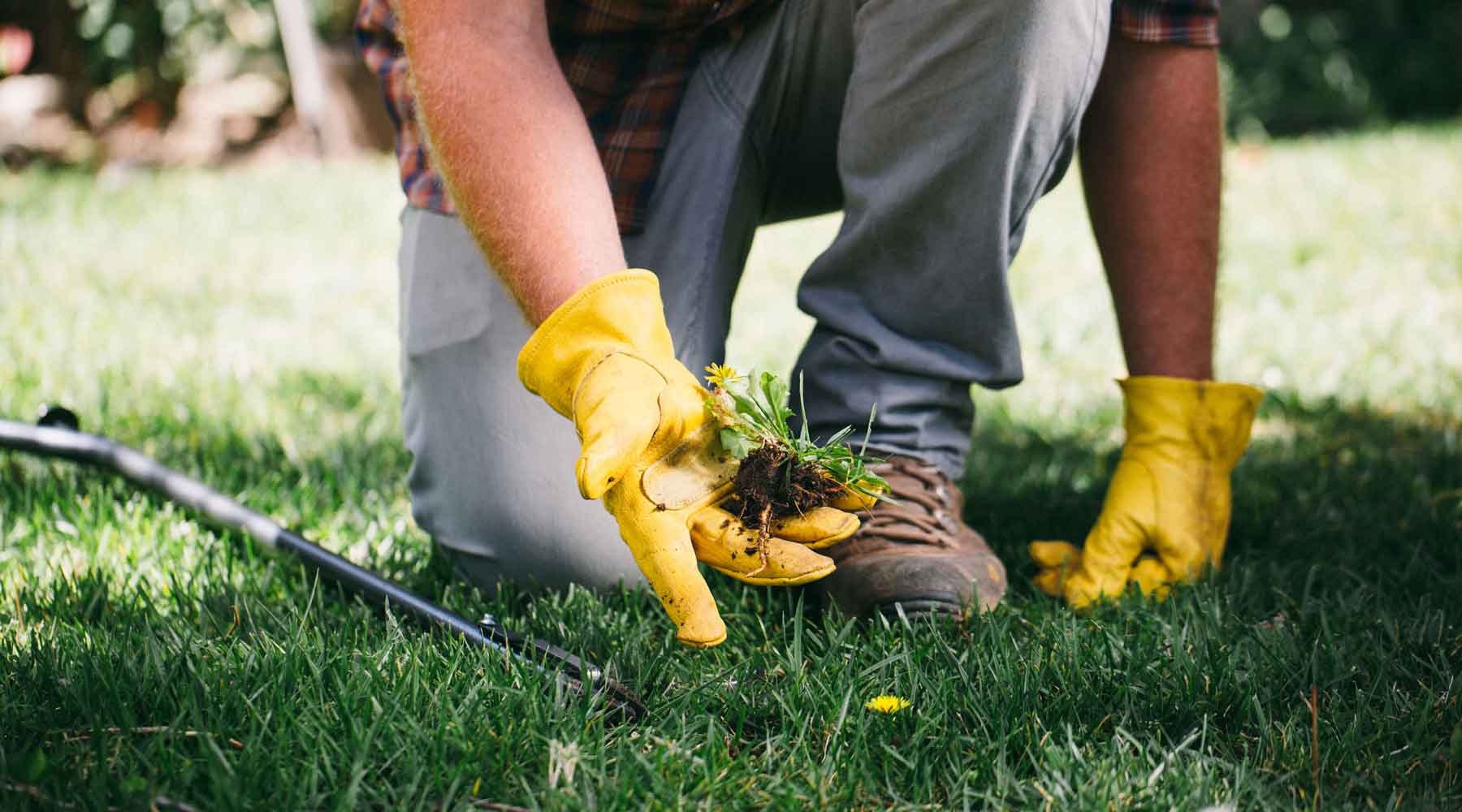 A Gardener's Guide to Weeding and Winning: Taming the Wild Backyard ...