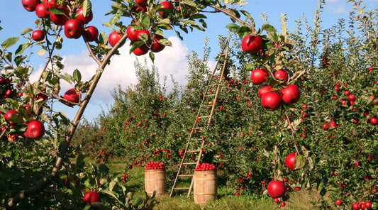 September apples gardening chores