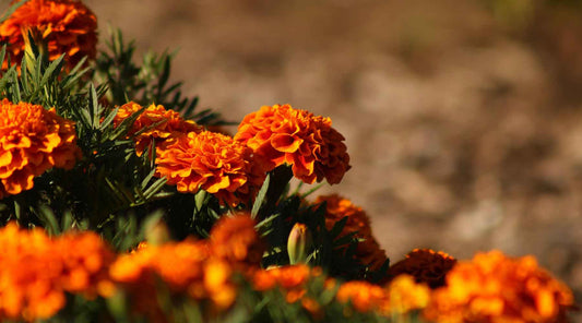 End of Spring Garden Checklist plant marigolds