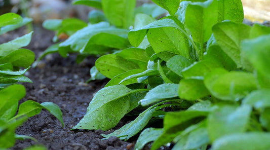 spring gardening spinach
