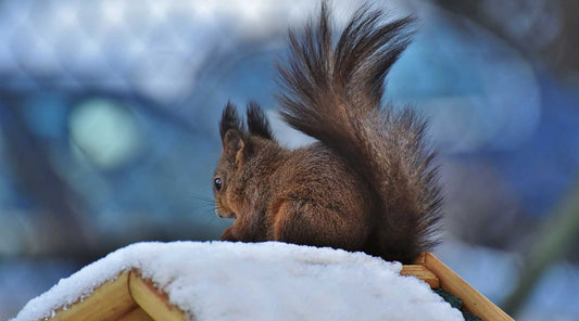 squirrel in fall snow backyard feeder