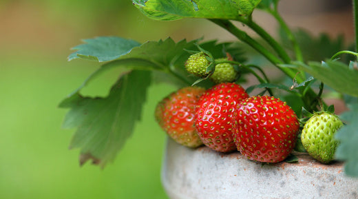 spring gardening starts in March