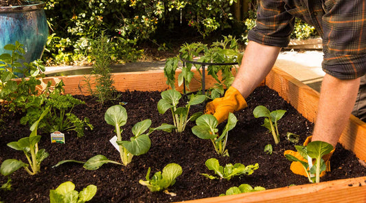 Top Tips for Summer Gardening